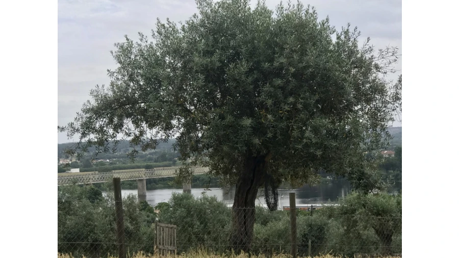 Terreno para Venda em Abrantes (São Vicente e São João) e Alferrarede Foto 10