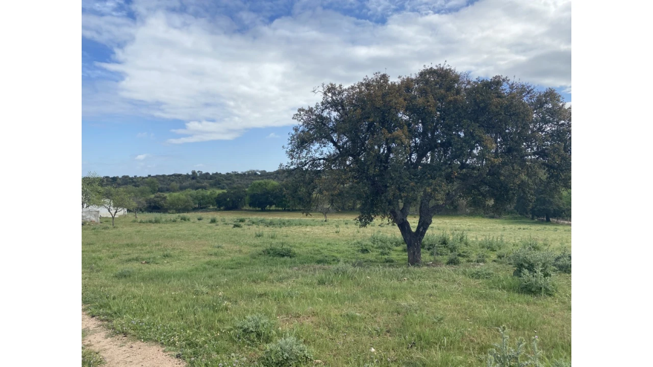 Quinta T5 para Venda em Sousel Foto 41