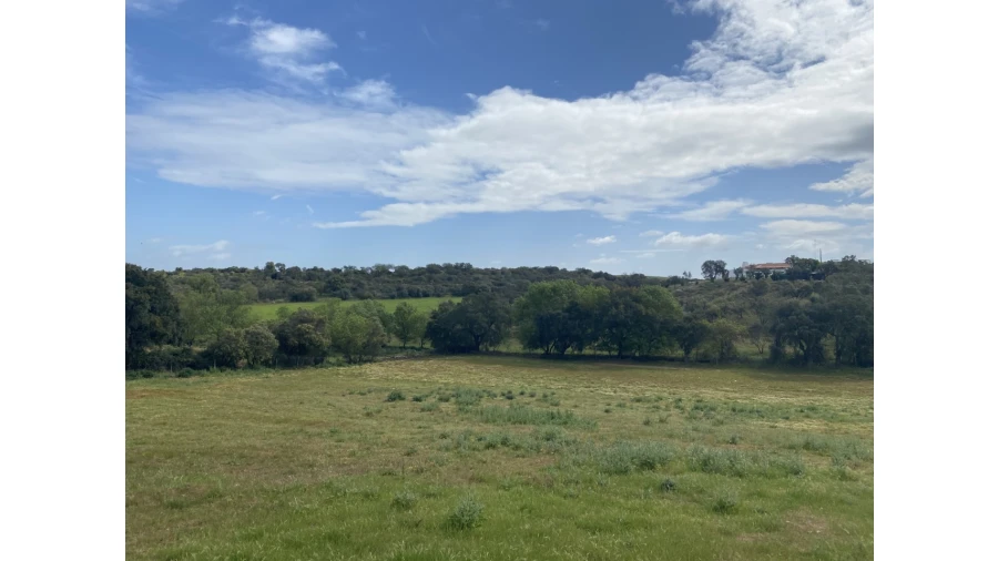 Quinta T5 para Venda em Sousel Foto 23