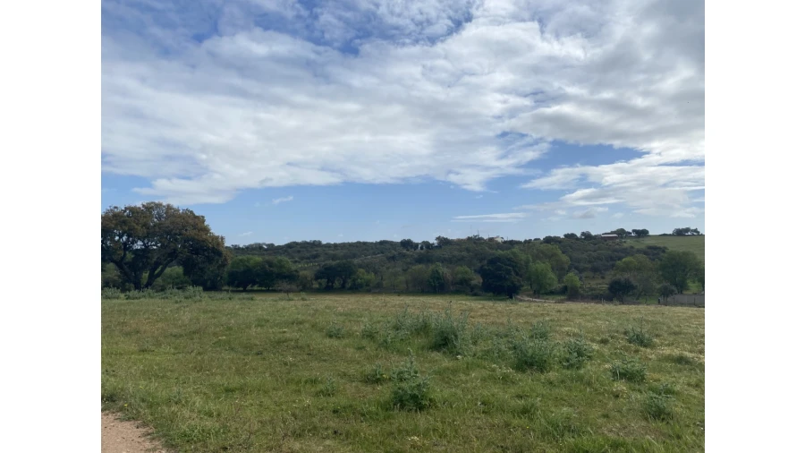 Quinta T5 para Venda em Sousel Foto 40