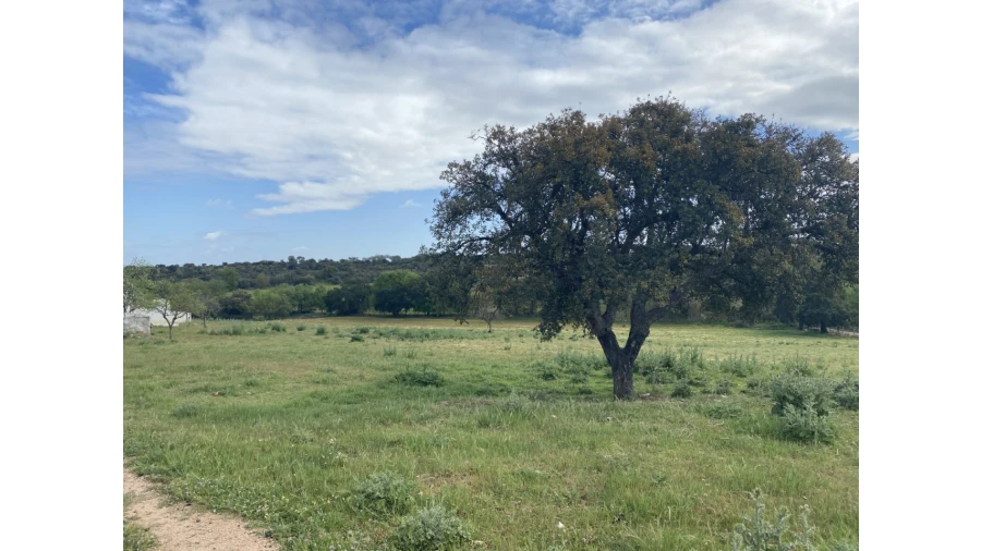 Quinta T5 para Venda em Sousel Foto 41