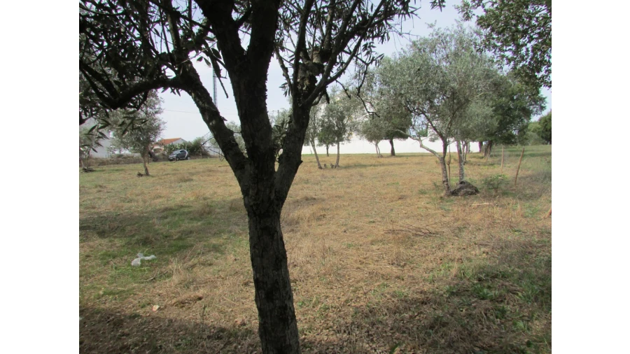 Terreno para Venda em Pego Foto 4