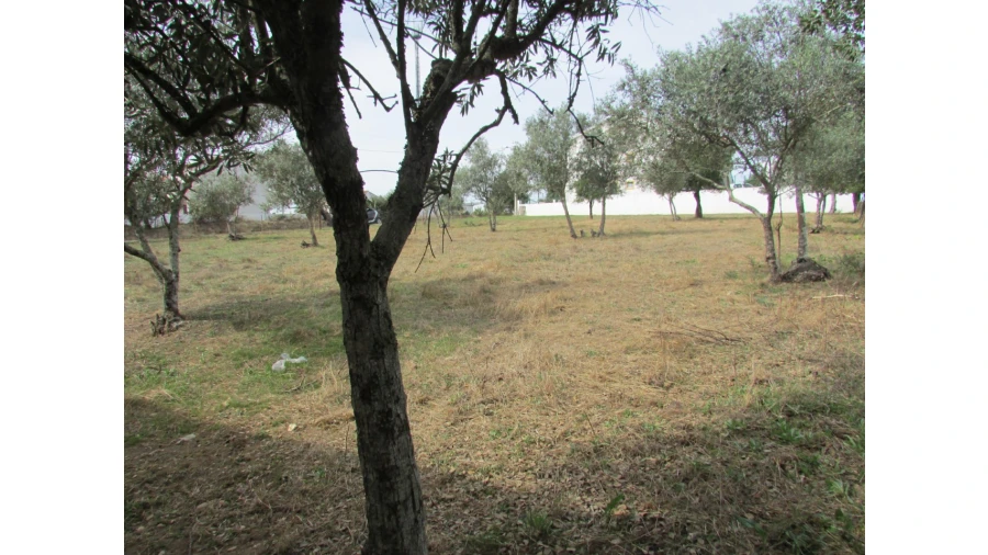 Terreno para Venda em Pego Foto 7