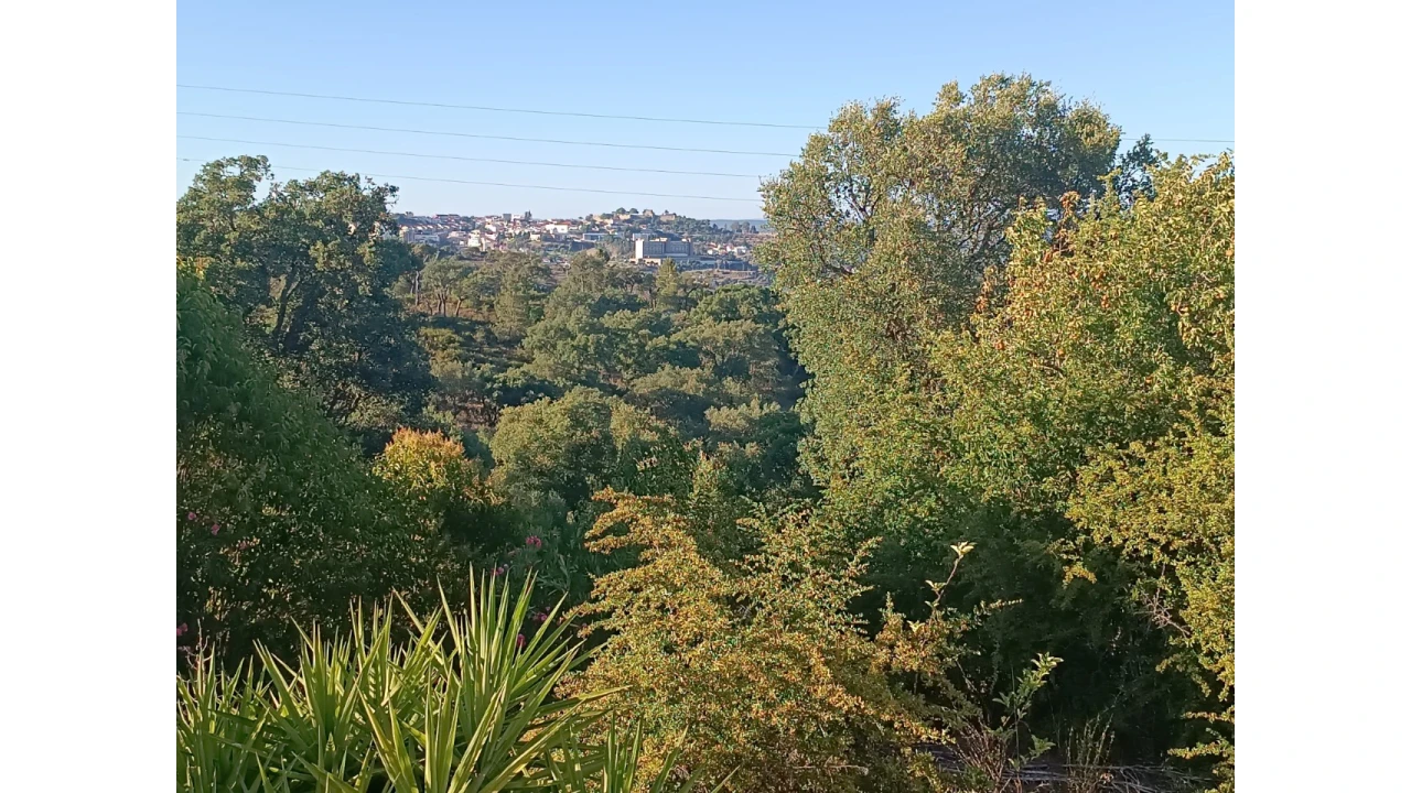 Prédio para Venda em São Miguel do Rio Torto e Rossio Ao Sul do Tejo Foto 21
