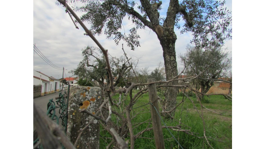 Terreno para Venda em Alvega e Concavada Foto 4