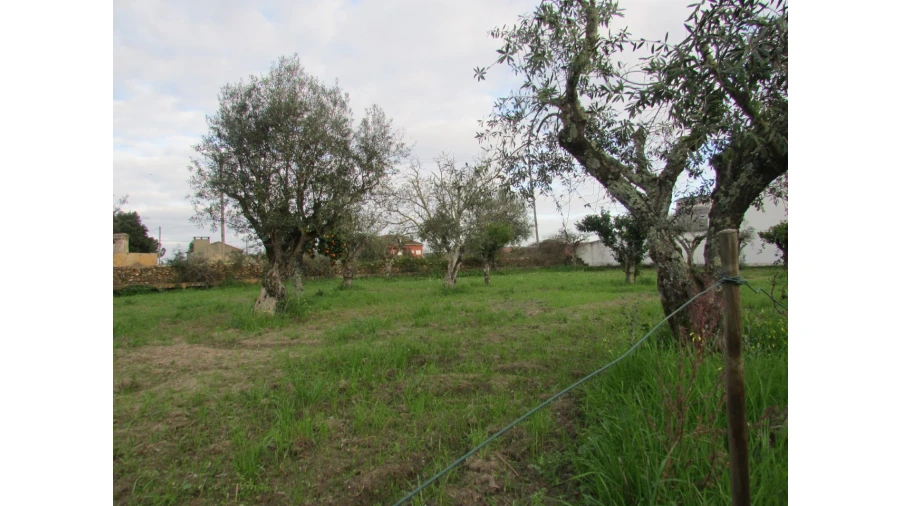 Terreno para Venda em Alvega e Concavada Foto 8