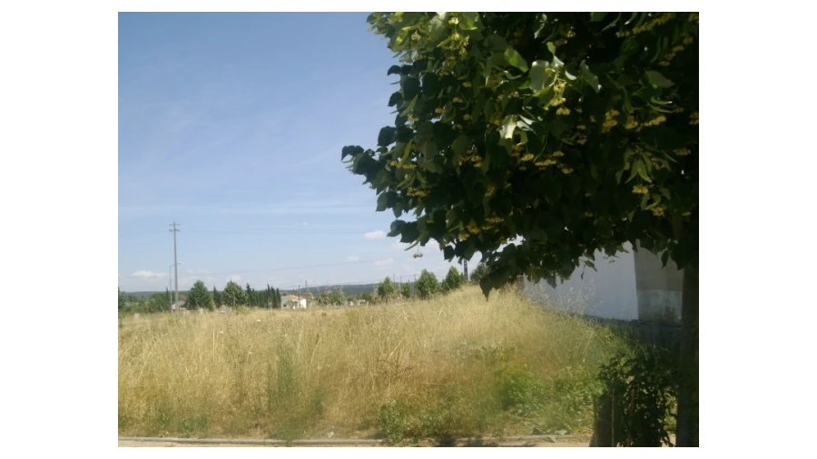 Terreno para Venda em São Miguel do Rio Torto e Rossio Ao Sul do Tejo Foto 3