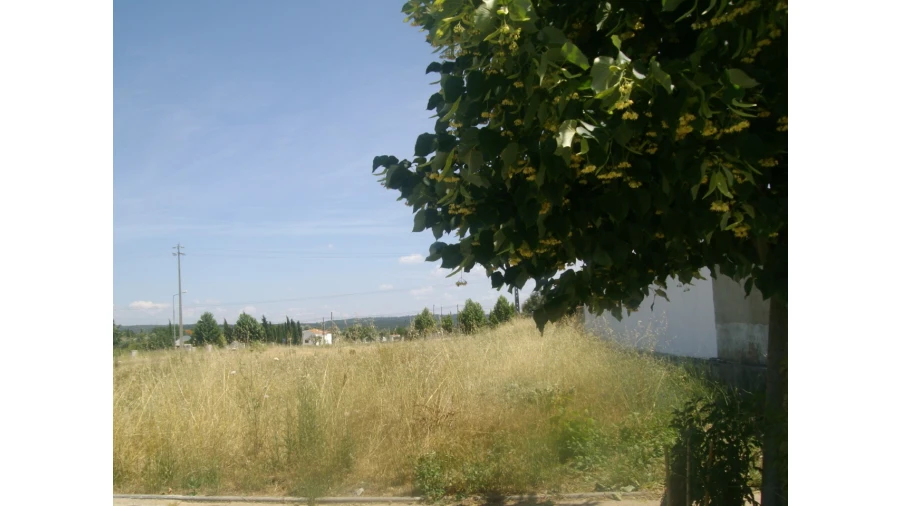 Terreno para Venda em São Miguel do Rio Torto e Rossio Ao Sul do Tejo Foto 5