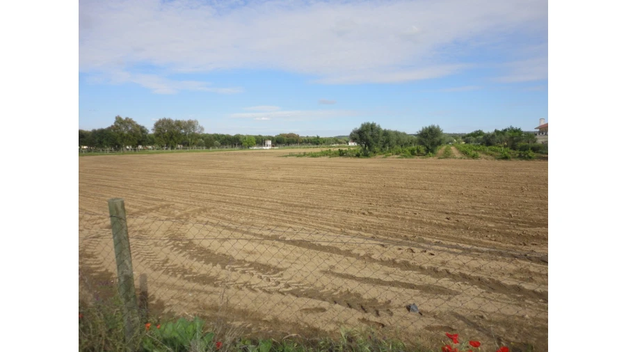 Terreno para Venda em São Miguel do Rio Torto e Rossio Ao Sul do Tejo Foto 3