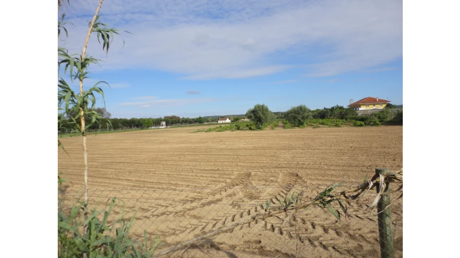 Terreno para Venda em São Miguel do Rio Torto e Rossio Ao Sul do Tejo Foto 4