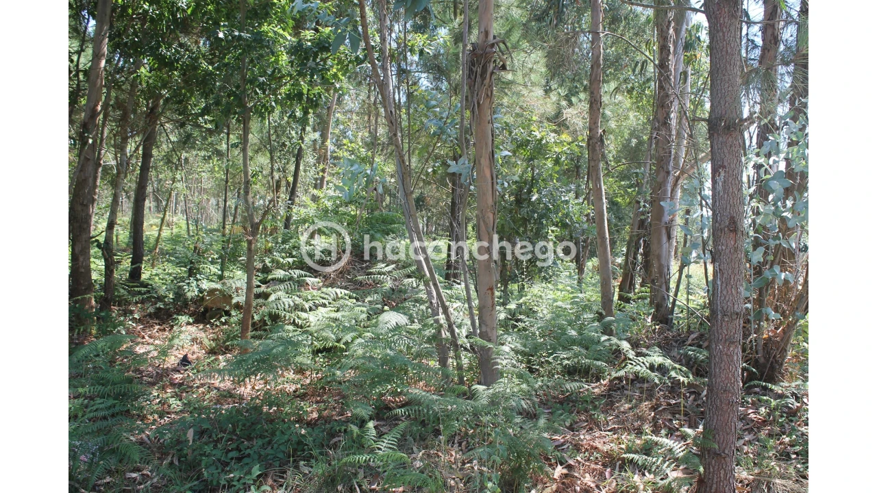 Terreno Agricola ou Rústico para Venda em Alvelos Foto 5