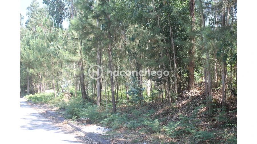 Terreno Agricola ou Rústico para Venda em Alvelos Foto 2