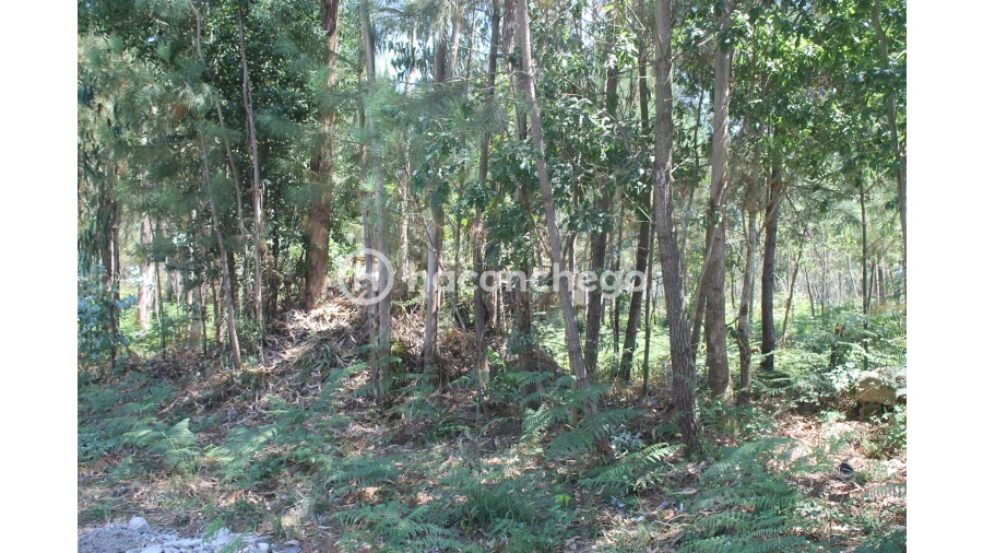 Terreno Agricola ou Rústico para Venda em Alvelos Foto 3