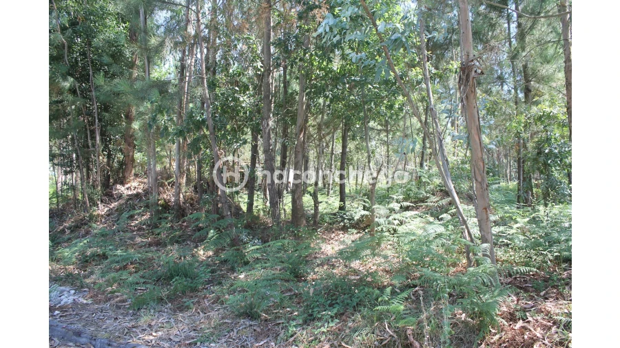 Terreno Agricola ou Rústico para Venda em Alvelos Foto 6