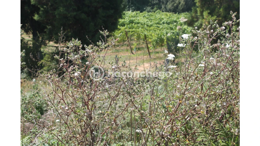 Terreno para Venda em Lama Foto 7
