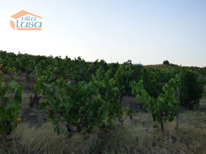 Quinta T6 para Venda em Tabuaço Foto 9