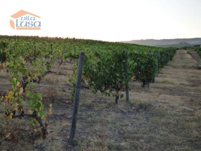 Quinta T6 para Venda em Tabuaço Foto 10