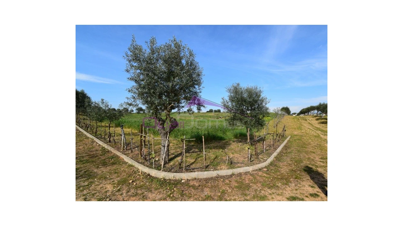 Terreno Agricola ou Rústico para Venda em Brogueira, Parceiros de Igreja e Alcorochel Foto 4