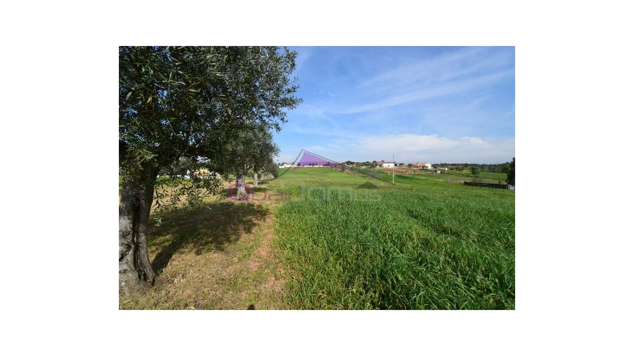 Terreno Agricola ou Rústico para Venda em Brogueira, Parceiros de Igreja e Alcorochel Foto 5