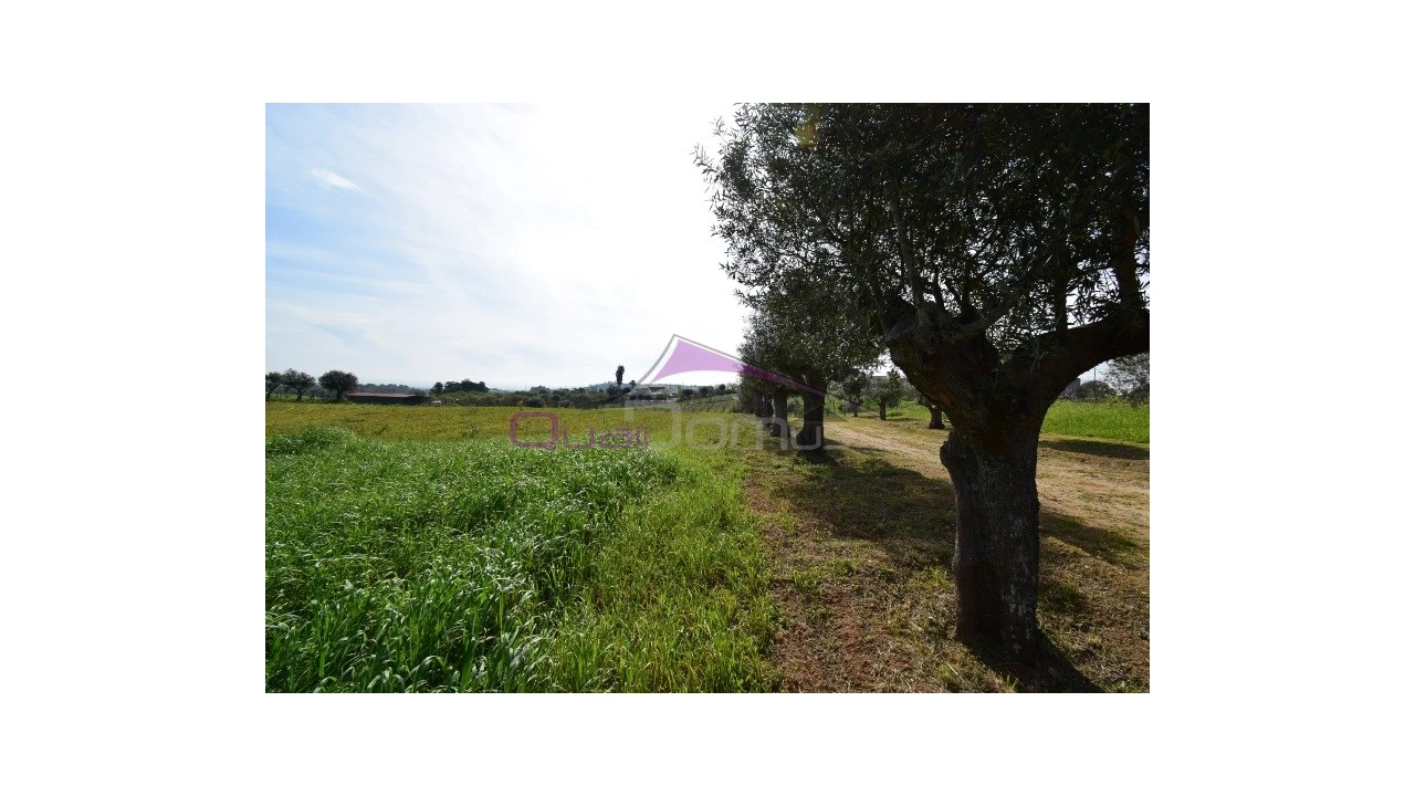 Terreno Agricola ou Rústico para Venda em Brogueira, Parceiros de Igreja e Alcorochel Foto 6