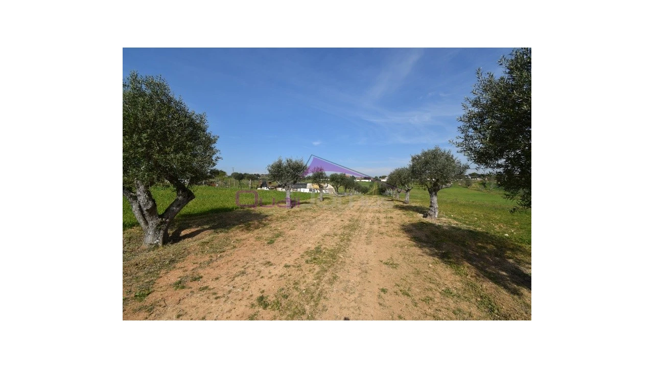 Terreno Agricola ou Rústico para Venda em Brogueira, Parceiros de Igreja e Alcorochel Foto 7