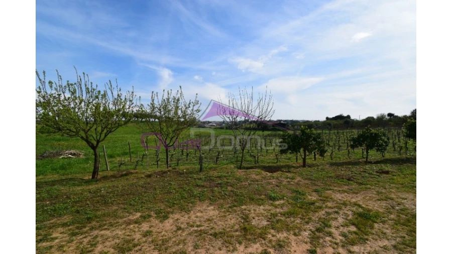 Terreno Agricola ou Rústico para Venda em Brogueira, Parceiros de Igreja e Alcorochel Foto 2