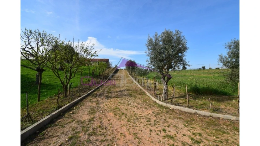 Terreno Agricola ou Rústico para Venda em Brogueira, Parceiros de Igreja e Alcorochel Foto 3