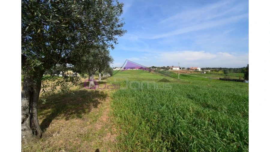 Terreno Agricola ou Rústico para Venda em Brogueira, Parceiros de Igreja e Alcorochel Foto 5