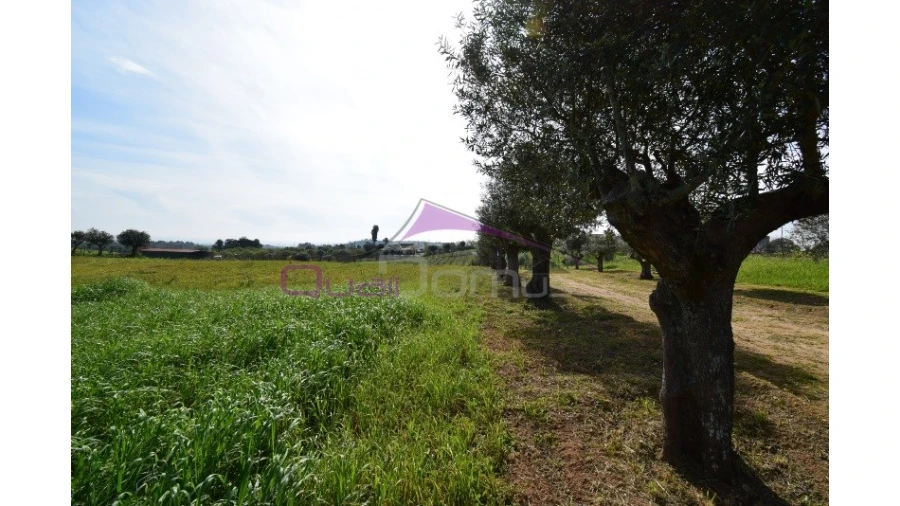 Terreno Agricola ou Rústico para Venda em Brogueira, Parceiros de Igreja e Alcorochel Foto 6
