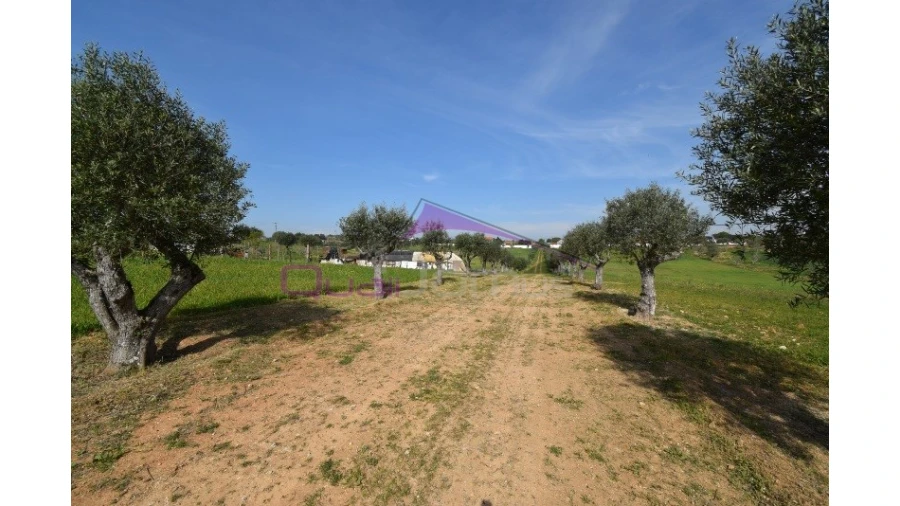 Terreno Agricola ou Rústico para Venda em Brogueira, Parceiros de Igreja e Alcorochel Foto 7
