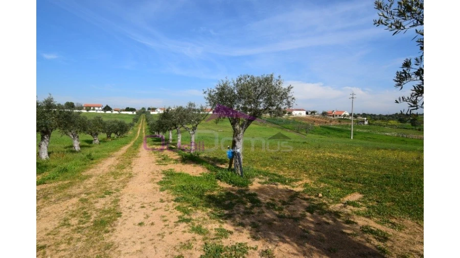 Terreno Agricola ou Rústico para Venda em Brogueira, Parceiros de Igreja e Alcorochel Foto 8