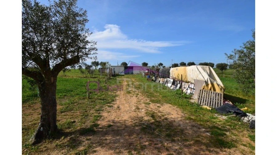 Terreno Agricola ou Rústico para Venda em Brogueira, Parceiros de Igreja e Alcorochel Foto 9