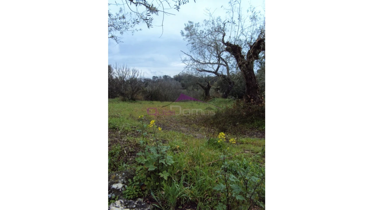 Terreno Agricola ou Rústico para Venda em Olaia e Paço Foto 1