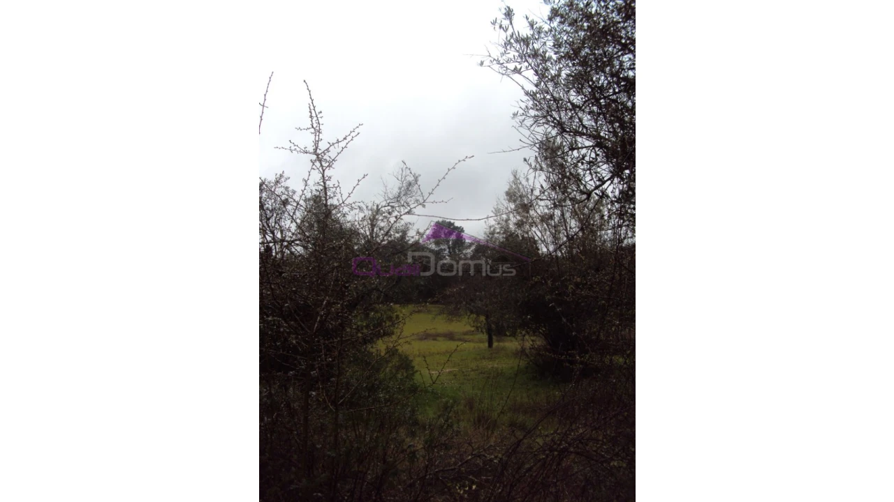 Terreno Agricola ou Rústico para Venda em Olaia e Paço Foto 2