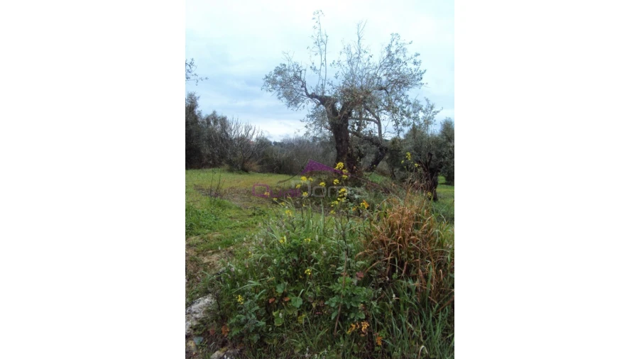 Terreno Agricola ou Rústico para Venda em Olaia e Paço Foto 3