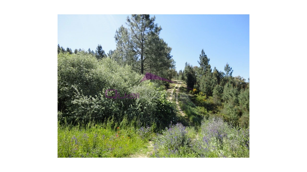 Terreno Agricola ou Rústico para Venda em Santa Margarida da Coutada Foto 1