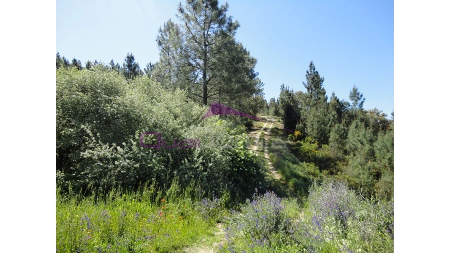 Terreno Agricola ou Rústico para Venda em Santa Margarida da Coutada
