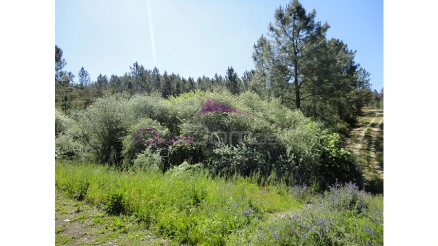 Terreno Agricola ou Rústico para Venda em Santa Margarida da Coutada Foto 3