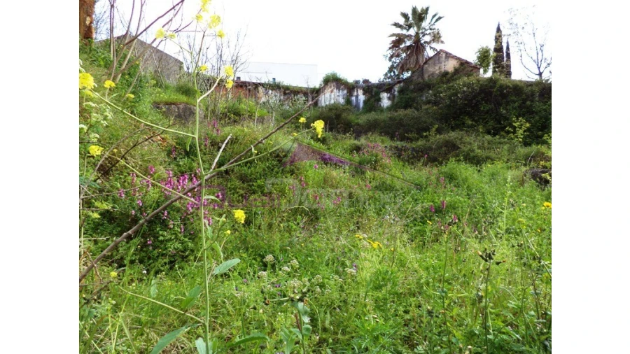 Terreno para Venda em Alcanena e Vila Moreira Foto 1