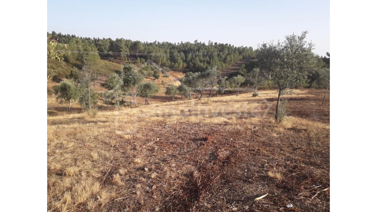 Terreno Agricola ou Rústico para Venda em Benquerenças Foto 4