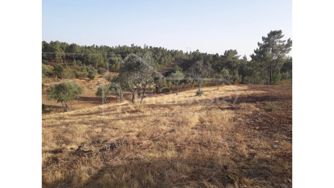 Terreno Agricola ou Rústico para Venda em Benquerenças Foto 5