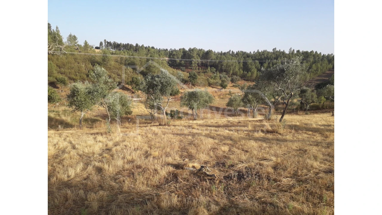 Terreno Agricola ou Rústico para Venda em Benquerenças Foto 6
