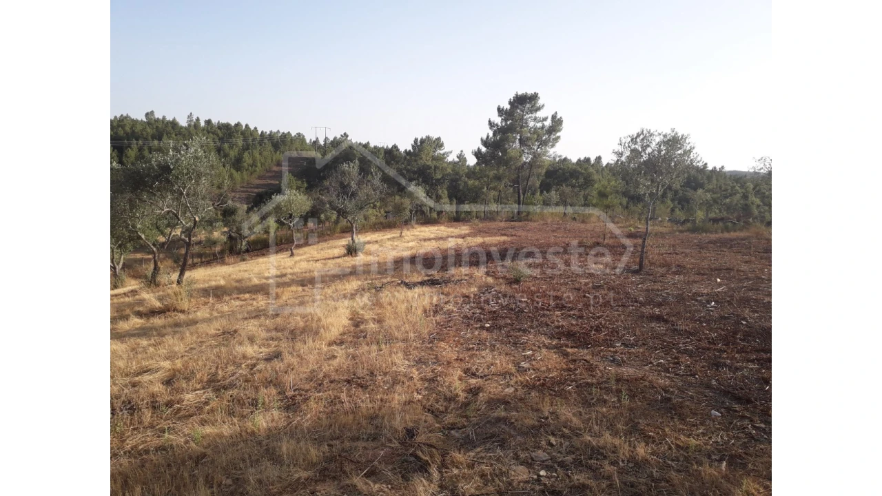Terreno Agricola ou Rústico para Venda em Benquerenças Foto 7