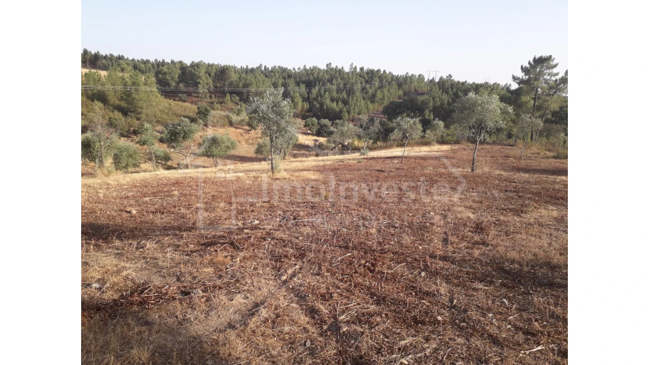 Terreno Agricola ou Rústico para Venda em Benquerenças Foto 8