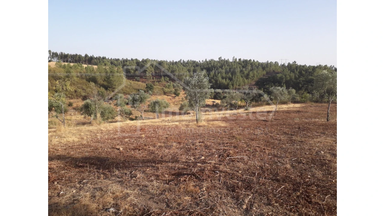 Terreno Agricola ou Rústico para Venda em Benquerenças Foto 10