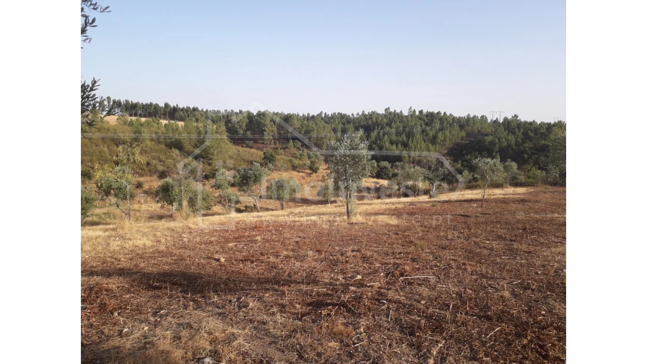 Terreno Agricola ou Rústico para Venda em Benquerenças Foto 12