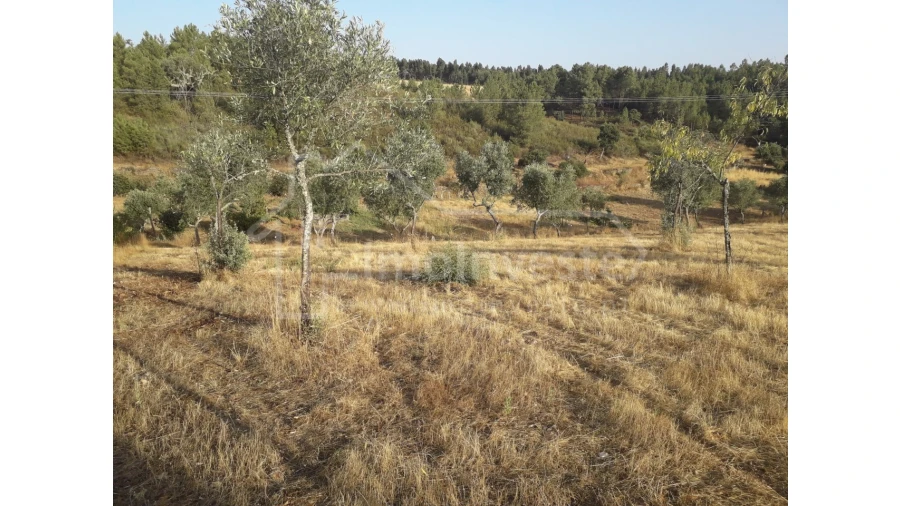 Terreno Agricola ou Rústico para Venda em Benquerenças Foto 2