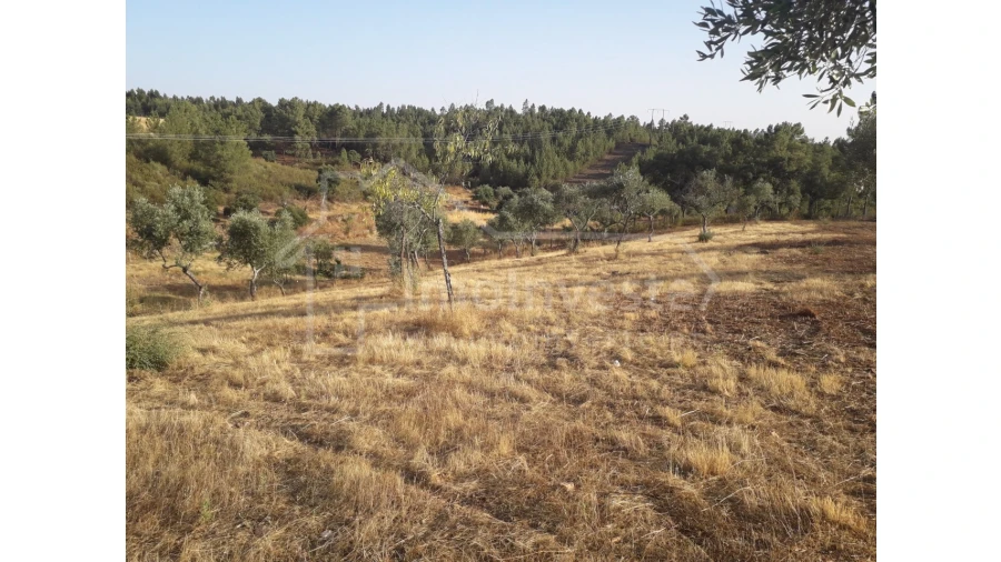 Terreno Agricola ou Rústico para Venda em Benquerenças Foto 3