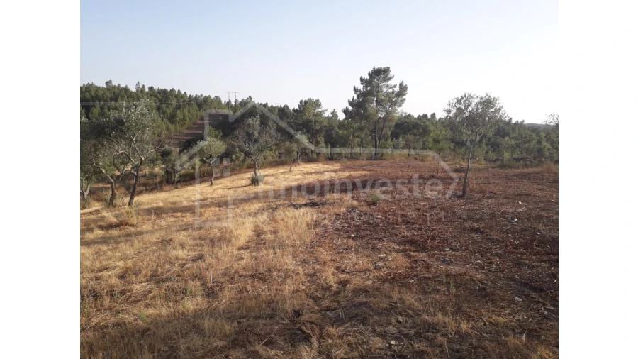 Terreno Agricola ou Rústico para Venda em Benquerenças Foto 7