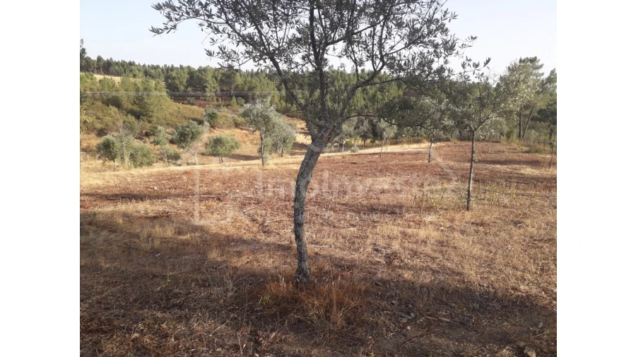 Terreno Agricola ou Rústico para Venda em Benquerenças Foto 9